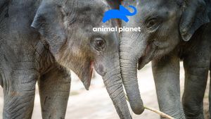 Animal Planet | TV-Programm | Trailer & Highlights