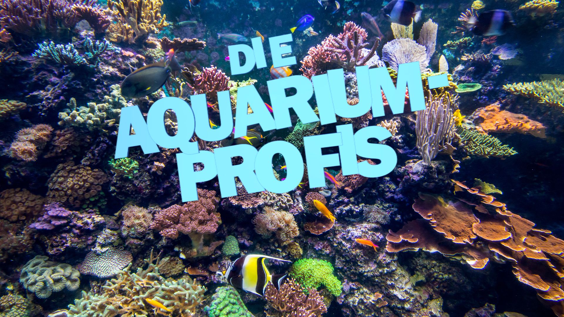 Die Aquarium-Profis Kostenlos ansehen HGTV