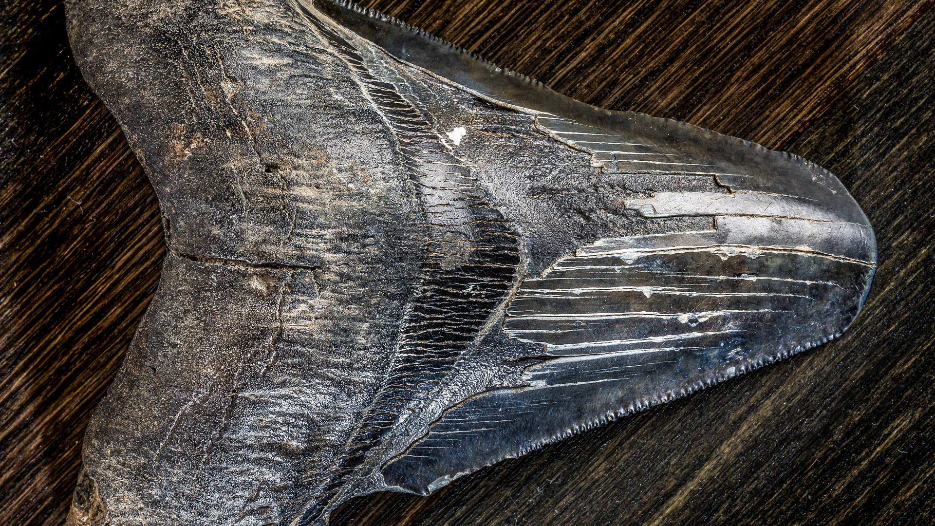 Megalodonte La Leggenda Degli Abissi Dove Vederlo In TV E Streaming