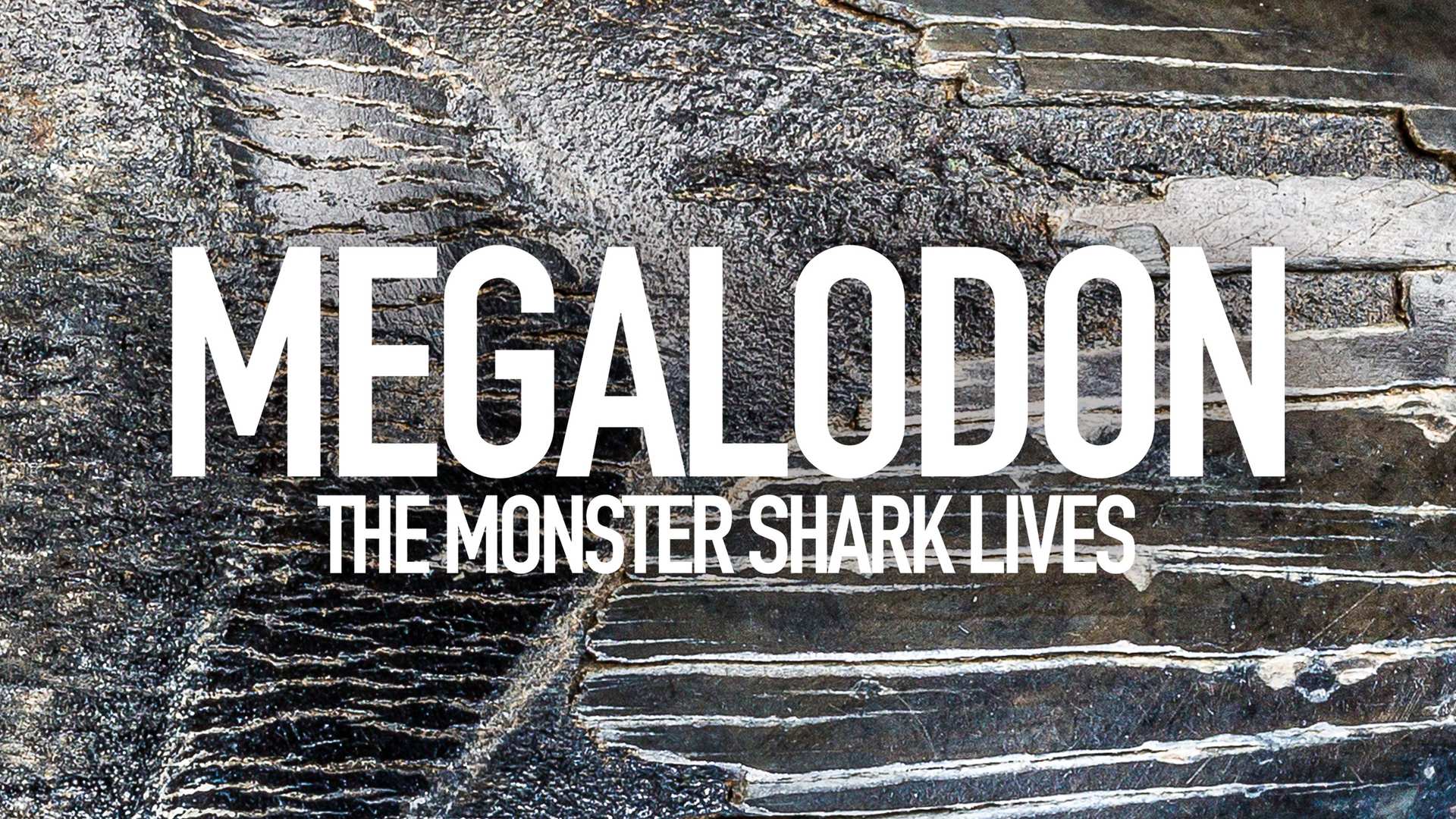 Megalodonte La Leggenda Degli Abissi Video