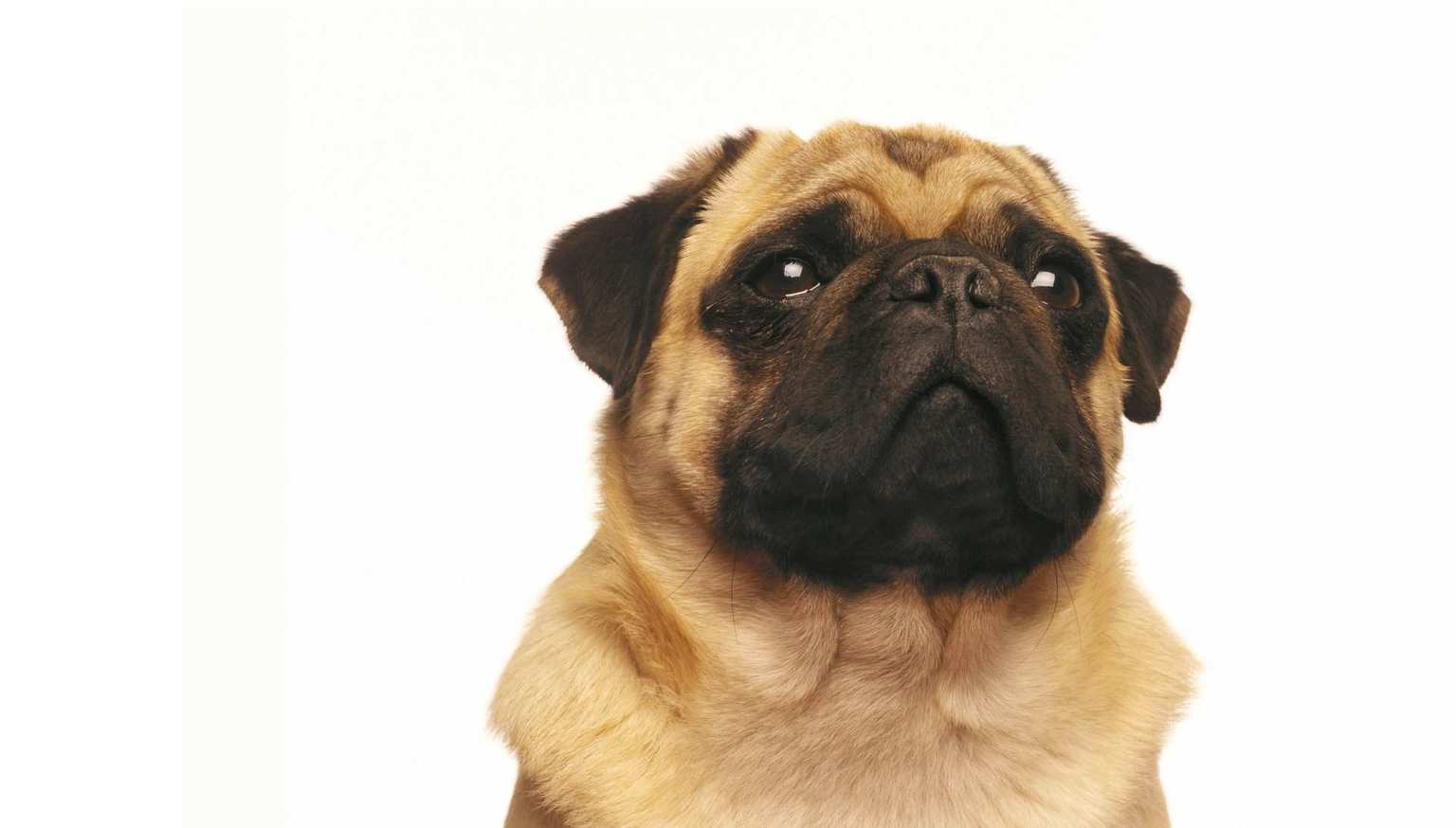 Giornata mondiale del cane: la vera storia del cane accanto dell'uomo 